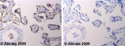 Immunohistochemistry (Formalin/PFA-fixed paraffin-embedded sections) - Anti-DPP9 antibody - Catalytic domain (AB42080)