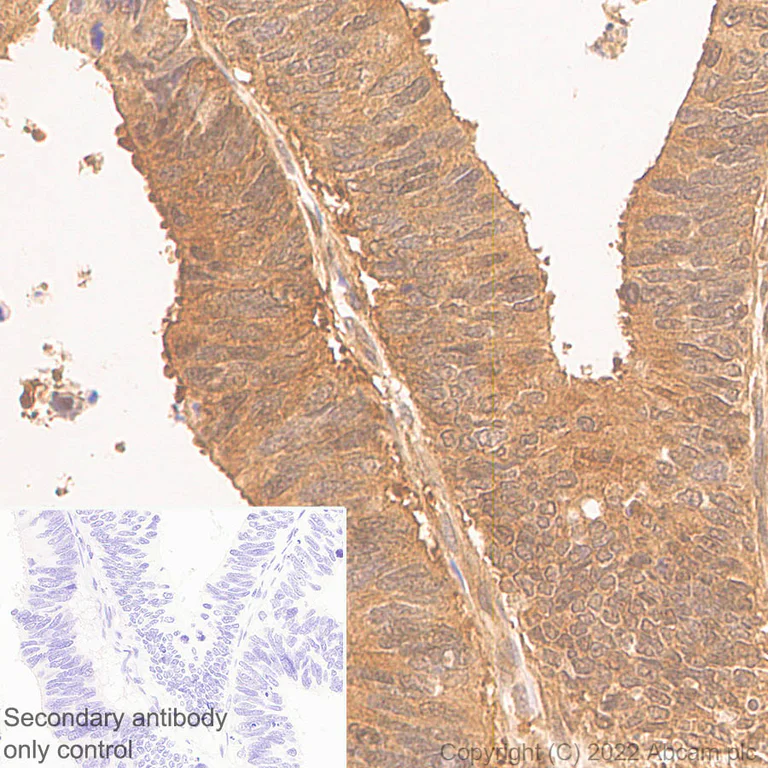 Immunohistochemistry - Anti-DPP9 antibody [EPR26469-62] - BSA and Azide free (AB302904)