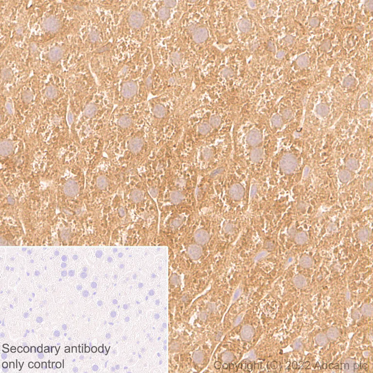 Immunohistochemistry - Anti-DPP9 antibody [EPR26469-62] - BSA and Azide free (AB302904)
