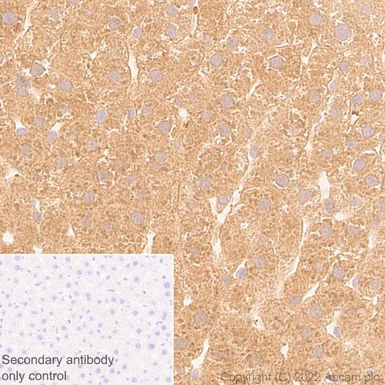 Immunohistochemistry - Anti-DPP9 antibody [EPR26469-62] - BSA and Azide free (AB302904)