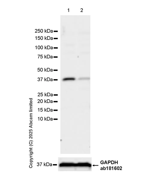 Western blot - Anti-Dppa2 antibody [EPR29187-126] (AB324686)