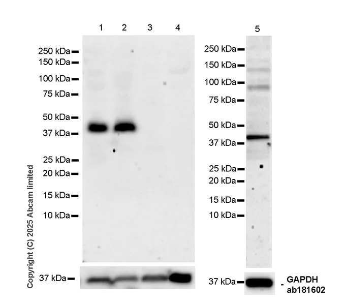 Western blot - Anti-Dppa2 antibody [EPR29187-126] (AB324686)