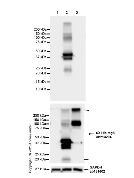 Western blot - Anti-Dppa2 antibody [EPR29187-126] (AB324686)