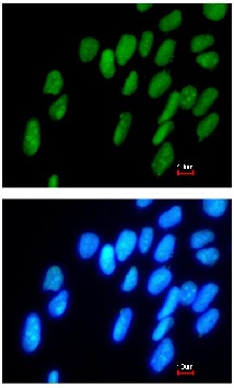 Immunocytochemistry/ Immunofluorescence - Anti-Dppa4 antibody (AB154642)
