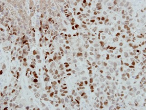 Immunohistochemistry (Formalin/PFA-fixed paraffin-embedded sections) - Anti-Dppa4 antibody (AB154642)