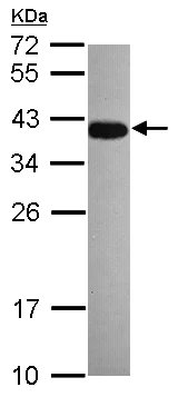 Western blot - Anti-Dppa4 antibody (AB154642)