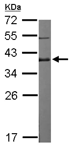 Western blot - Anti-Dppa4 antibody (AB154642)