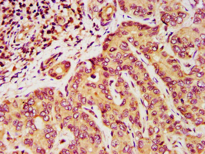 Immunohistochemistry (Formalin/PFA-fixed paraffin-embedded sections) - Anti-Dppa5 antibody (AB236611)