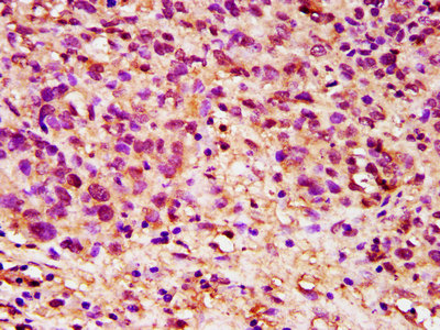 Immunohistochemistry (Formalin/PFA-fixed paraffin-embedded sections) - Anti-Dppa5 antibody (AB236611)