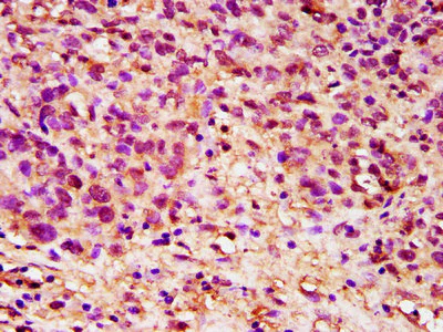 Immunohistochemistry (Formalin/PFA-fixed paraffin-embedded sections) - Anti-Dppa5 antibody (AB236611)
