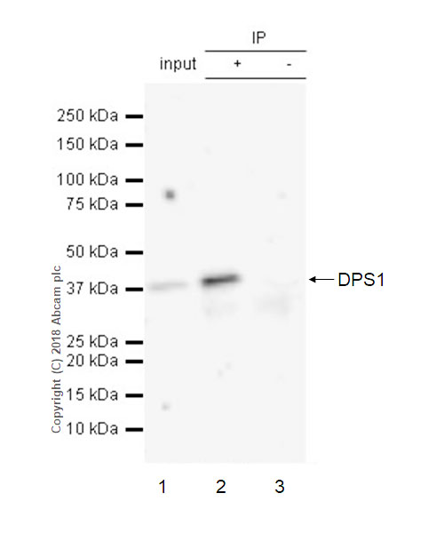 Immunoprecipitation - Anti-DPS1 antibody [EPR20843] - BSA and Azide free (AB233697)