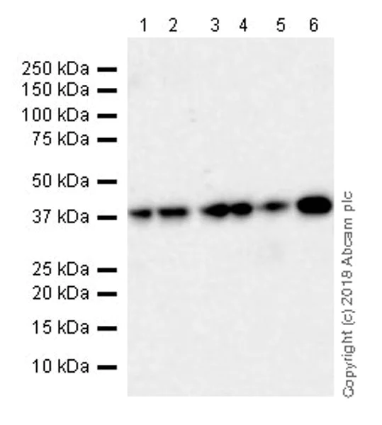Western blot - Anti-DPS1 antibody [EPR20843] - BSA and Azide free (AB233697)