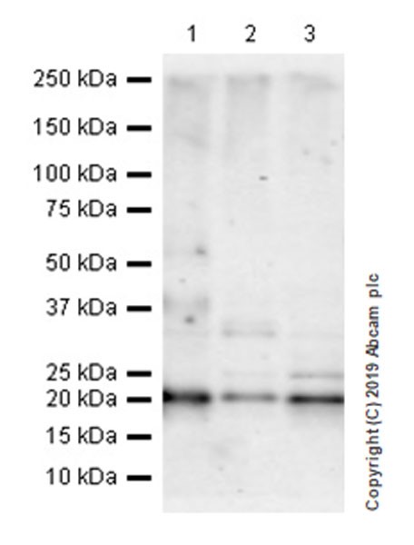 Western blot - Anti-DPT/TRAMP antibody [EPR22845-83] (AB255823)