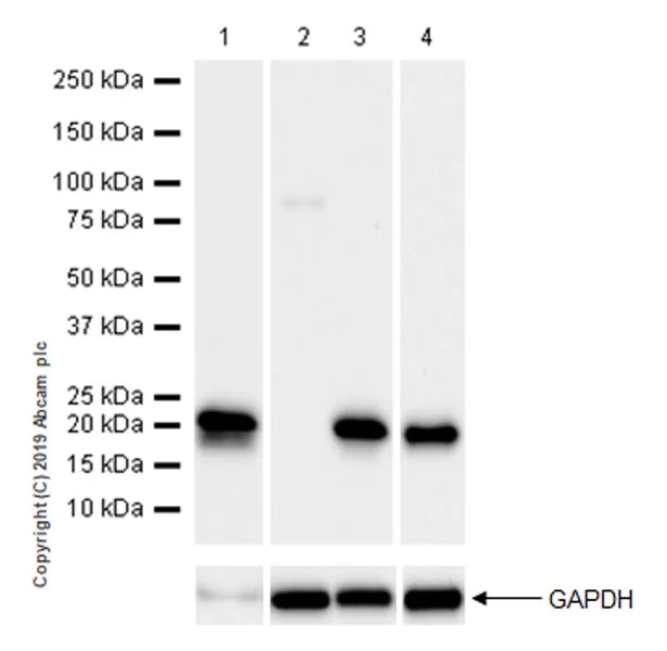 Western blot - Anti-DPT/TRAMP antibody [EPR22845-83] (AB255823)