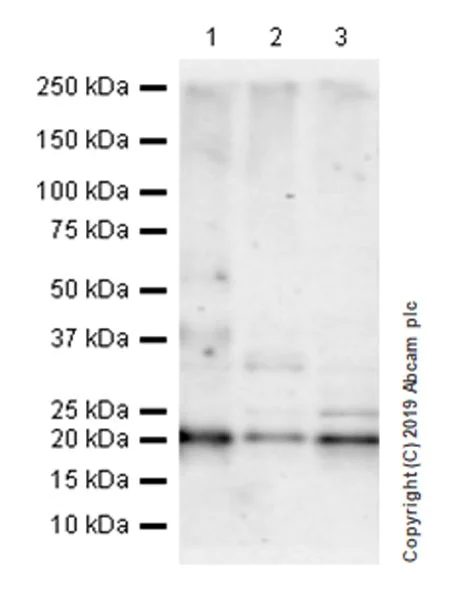 Western blot - Anti-DPT/TRAMP antibody [EPR22845-83] - BSA and Azide free (AB256824)