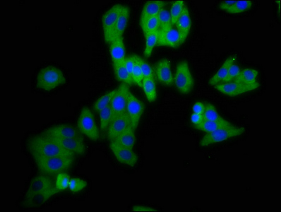Immunocytochemistry/ Immunofluorescence - Anti-DPY19L3 antibody (AB237056)