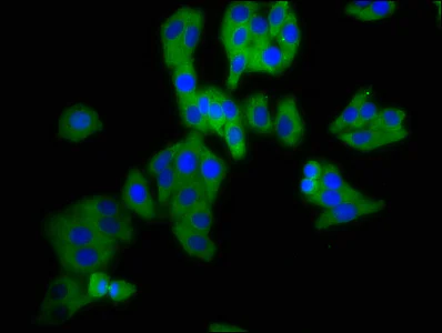 Immunocytochemistry/ Immunofluorescence - Anti-DPY19L3 antibody (AB237056)