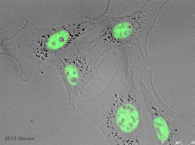 Immunocytochemistry/ Immunofluorescence - Anti-DPY30 antibody (AB126352)