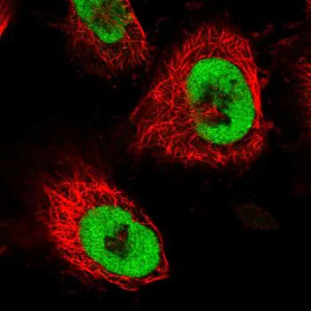Immunocytochemistry/ Immunofluorescence - Anti-DPY30 antibody (AB126352)