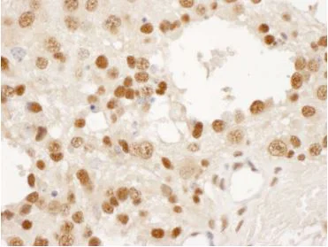 Immunohistochemistry (Frozen sections) - Anti-DPY30 antibody - N-terminal (AB187690)