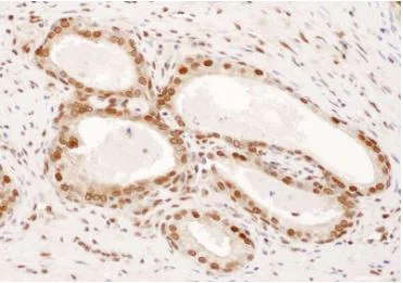 Immunohistochemistry (Frozen sections) - Anti-DPY30 antibody - N-terminal (AB187690)