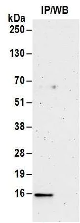 Immunoprecipitation - Anti-DPY30 antibody - N-terminal (AB187690)