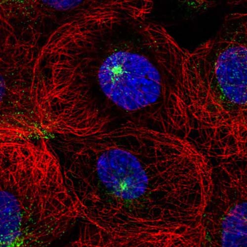 Immunocytochemistry/ Immunofluorescence - Anti-DPYS antibody (AB121844)