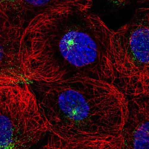 Immunocytochemistry/ Immunofluorescence - Anti-DPYS antibody (AB121844)