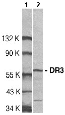 Western blot - Anti-DR3/LARD antibody (AB8411)