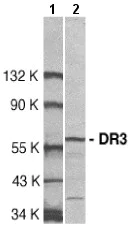 Western blot - Anti-DR3/LARD antibody (AB8411)