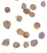Immunocytochemistry/ Immunofluorescence - Anti-DR3/LARD antibody (AB8412)
