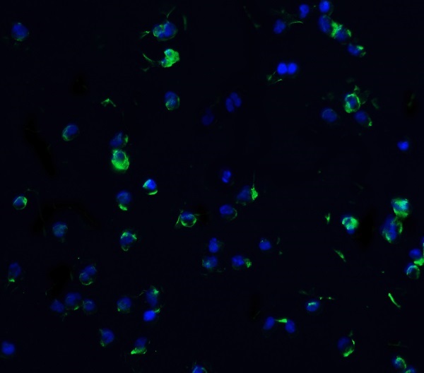Immunocytochemistry/ Immunofluorescence - Anti-DR3/LARD antibody (AB8412)