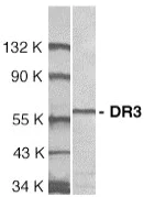 Western blot - Anti-DR3/LARD antibody (AB8412)