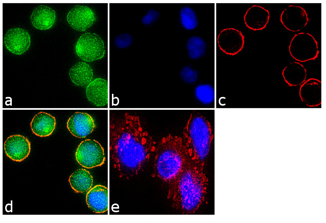 Immunocytochemistry/ Immunofluorescence - Anti-DR3/LARD Antibody [RP23040174] (AB313468), expandable thumbnail