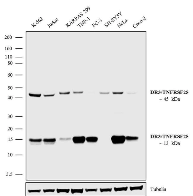 Western blot - Anti-DR3/LARD Antibody [RP23040174] (AB313468)
