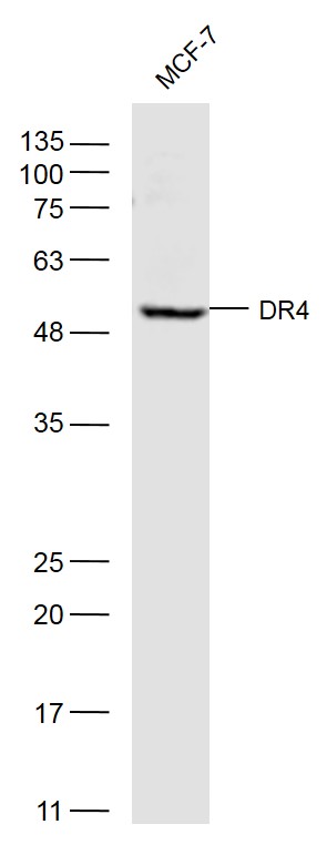 Western blot - Anti-DR4 antibody (AB216662), expandable thumbnail