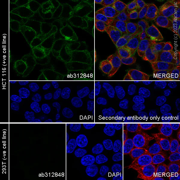 Immunocytochemistry/ Immunofluorescence - Anti-DR4 antibody [EPR28152-57] (AB312848)