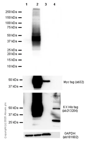 Western blot - Anti-DR4 antibody [EPR28152-57] (AB312848)
