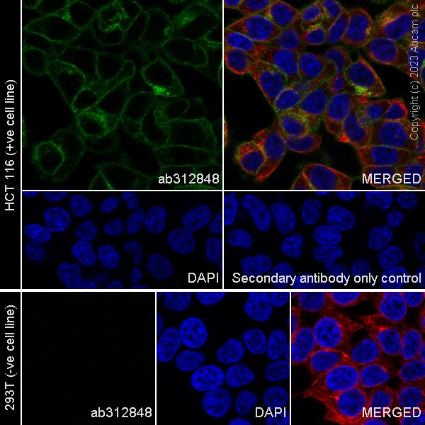 Immunocytochemistry/ Immunofluorescence - Anti-DR4 antibody [EPR28152-57] - BSA and Azide free (AB312849), expandable thumbnail