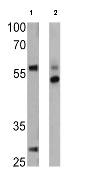 Western blot - Anti-DR5 antibody (AB16329)