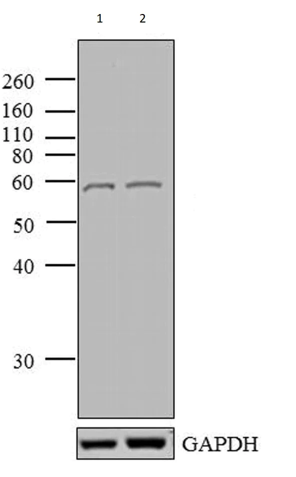 Western blot - Anti-DR5 antibody (AB16329)