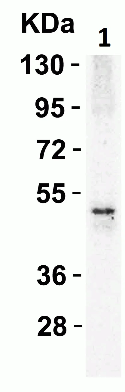 Western blot - Anti-DR5 antibody (AB8416)