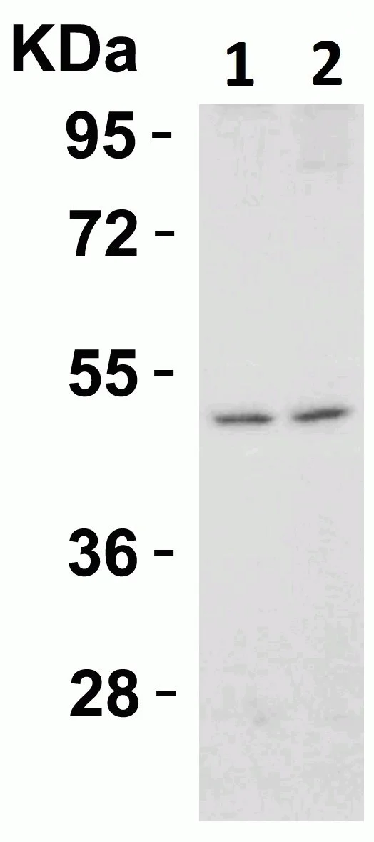 Western blot - Anti-DR5 antibody (AB8416)