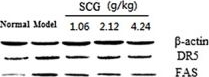Anti-DR5 antibody