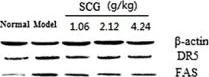 Western blot - Anti-DR5 antibody (AB8416)