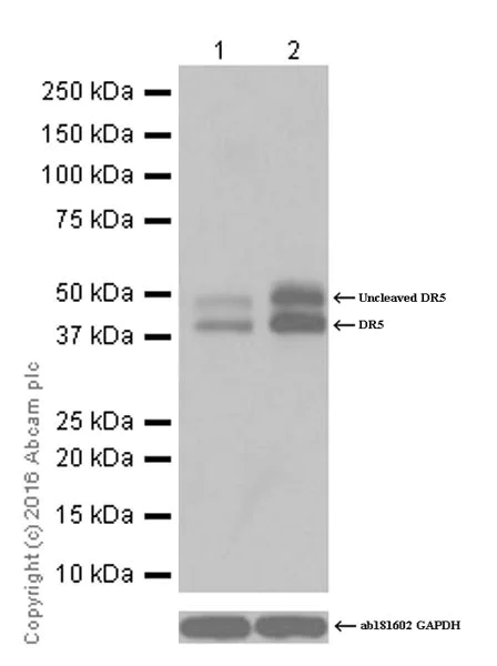 Western blot - Anti-DR5 antibody [EPR19310] (AB199357)