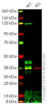 Western blot - Anti-DR5 antibody [EPR19310] - BSA and Azide free (AB251269)