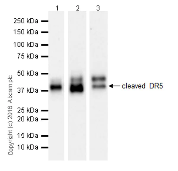 Western blot - Anti-DR5 antibody [EPR22276] (AB230969)