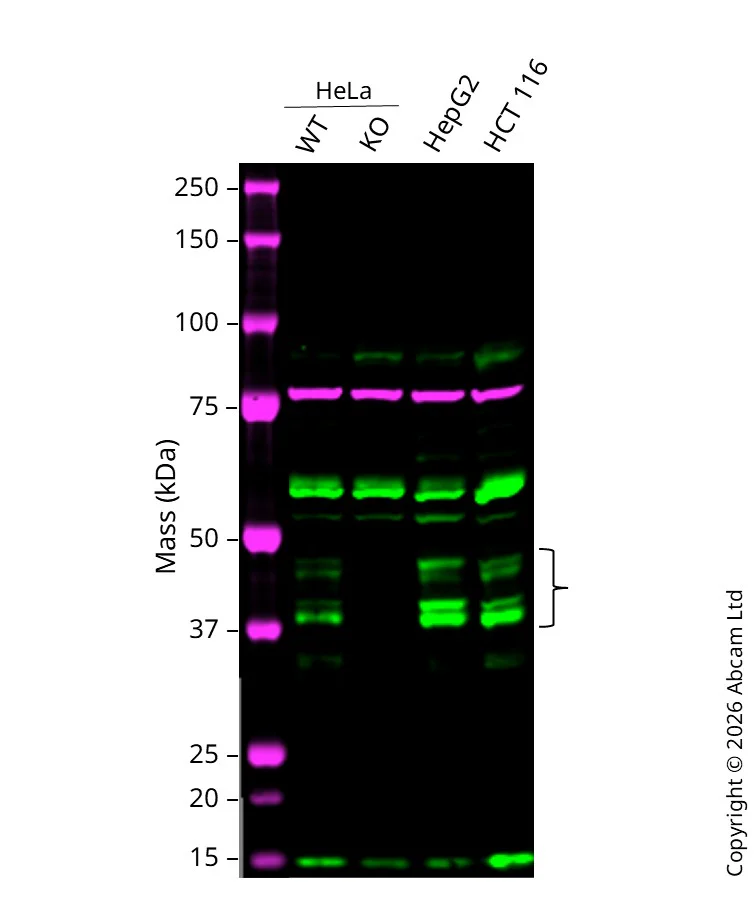 Western blot - Anti-DR5 antibody [EPR22276] - BSA and Azide free (AB243847)