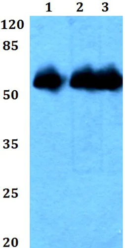 Western blot - Anti-DRAGON antibody (AB191916)